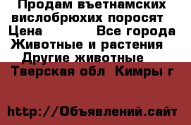 Продам въетнамских вислобрюхих поросят › Цена ­ 2 500 - Все города Животные и растения » Другие животные   . Тверская обл.,Кимры г.